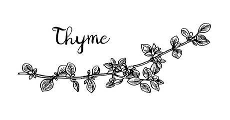 Thyme ink sketch.