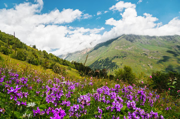 Obraz premium Violet flowers on the mountain slopes