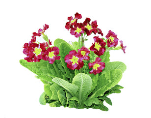 Red primrose flowers isolated