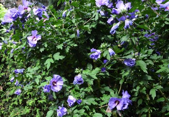 Hibiskusblüten ( Hibiscus )