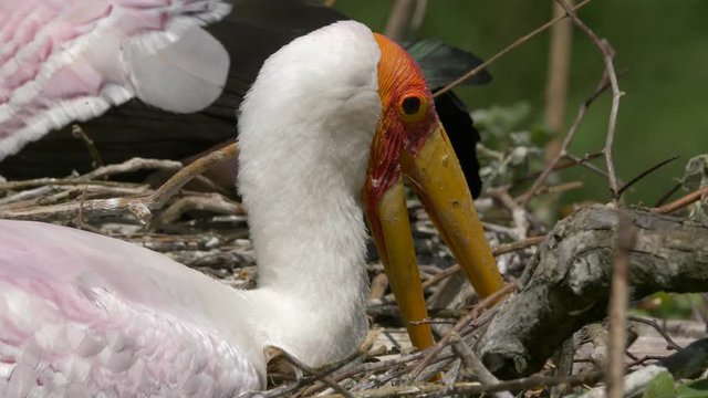 Detail of the yellow-billed stork (Mycteria ibis) in nest - ungraded footage