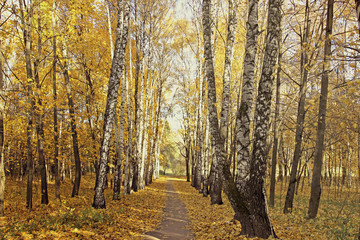 Obraz premium Footpath between the birches and maples in autumn