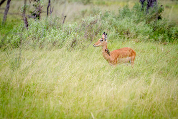 Female Impala standing in the grass.