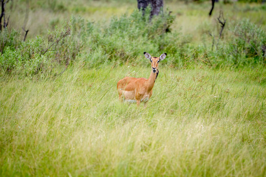 Female Impala standing in the grass.
