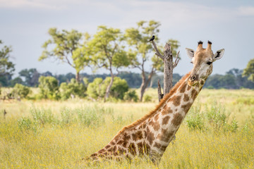 Giraffe sitting and eating grass.