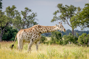 Naklejka na ściany i meble Giraffe walking in the grass with Oxpeckers.