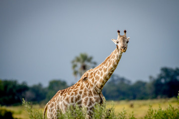 Giraffe starring at the camera.