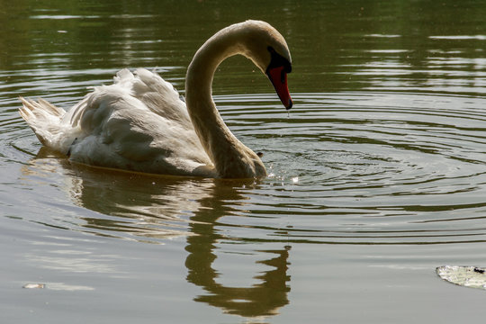 One white swan with reflection in water in setting sun, close up