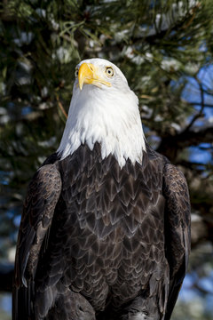 Bald Eagle on Sunny Winter Day