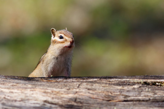 Chipmunk