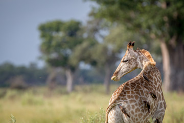 Giraffe photographed from behind.