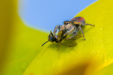 Jumping Spider Eating Fly