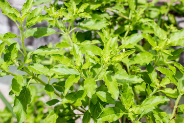 Fototapeta na wymiar Close up green basil leafs pattern background.