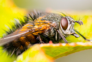 Tachinid Fly