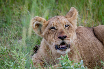 Plakat Lion cub starring at the camera.