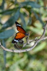 butterfly ready to fly