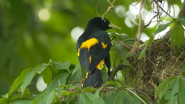 Yellow-rumped cacique 