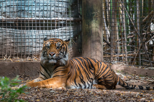 Tiger Sitting in Zoo Cell Looking at Camera