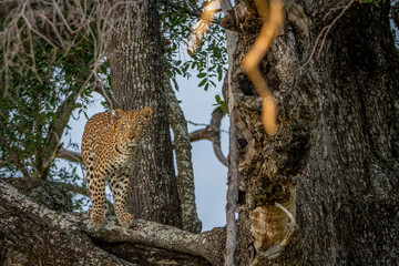 Fototapeta na wymiar Leopard in a tree starring at the camera.