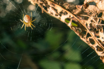 Spider On Its Web
