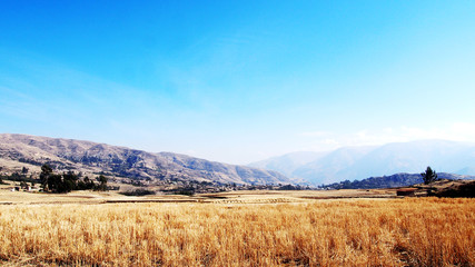 Campo de trigo cosechado