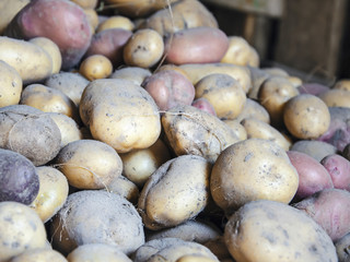 different varieties of potatoes collected in the basement after harvesting