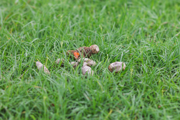 Close up poo poo of the dog drop on the grass
