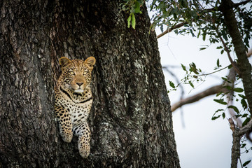 Leopard peeking out of a hole in a tree.