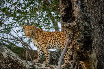 Leopard standing on a branch and starring.
