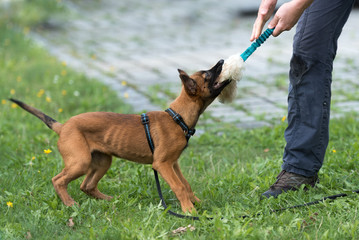 Malinois Welpe 11 Monate alt spielt mit seinem Besitzer - Bindungsspiel