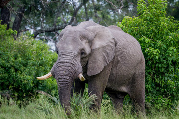 Fototapeta na wymiar Big Elephant bull starring at the camera.