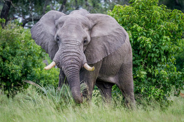 Big Elephant bull starring at the camera.