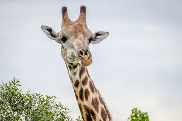 Close up of a Giraffe starring at the camera.