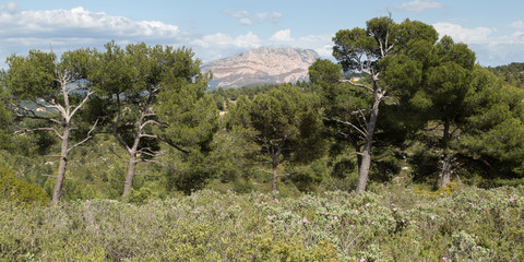 Obraz na płótnie Canvas The Sainte-Victoire mountain, near Aix-en-Provence, seen from the Montaiguet massif