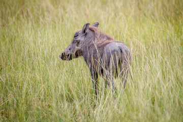 Warthog standing in between the high grasses.