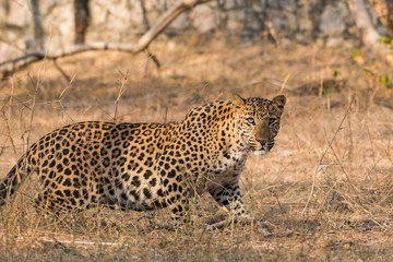 Fototapeta na wymiar A dominant male leopard from jhalana forest area, jaipur