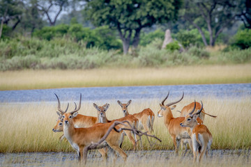 Herd of Lechwes standing by the water.