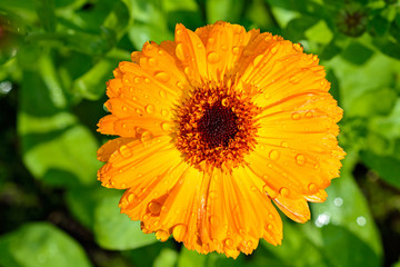 Yellow flower of calendula.