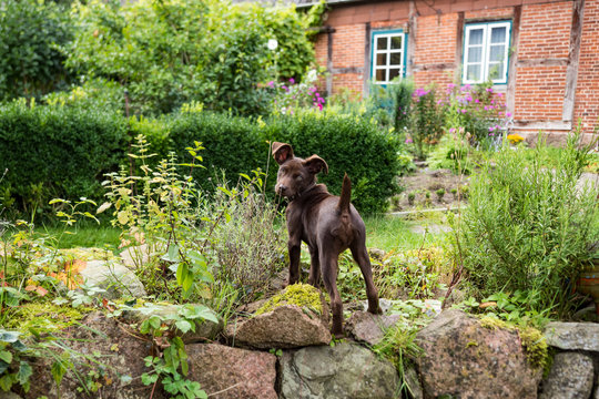 Hund im Garten