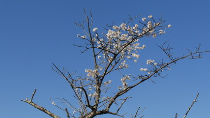 Rami di ciliegio in fiore
