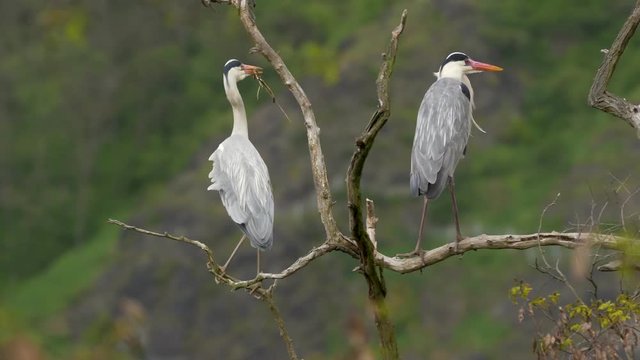 Grey heron nesting - ungraded footage