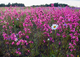 Naklejka premium Field of flowers, summer, landscape