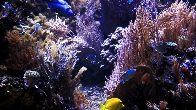 aquarium world with fishes and corals 

