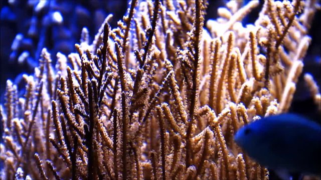 coral reef in a aquarium
