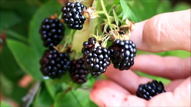 picking fresh blackberries  