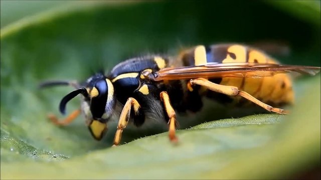hornet bee macro, Vespa crabro
