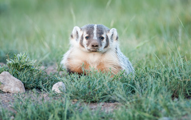 Badger
