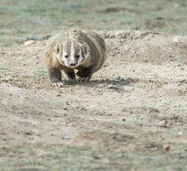 Badger in Grasslands National Park, Saskatchewan