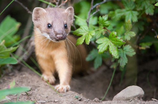 Long Tailed Weasel