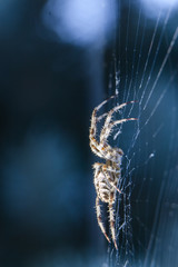 Araneus spider or garden spider on a web